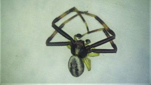 Misumena vatia
